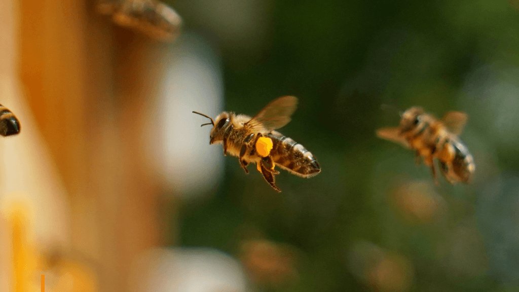 Chaque 3 octobre, les abeilles à travers le Brésil reçoivent l'hommage qu'elles méritent lors…