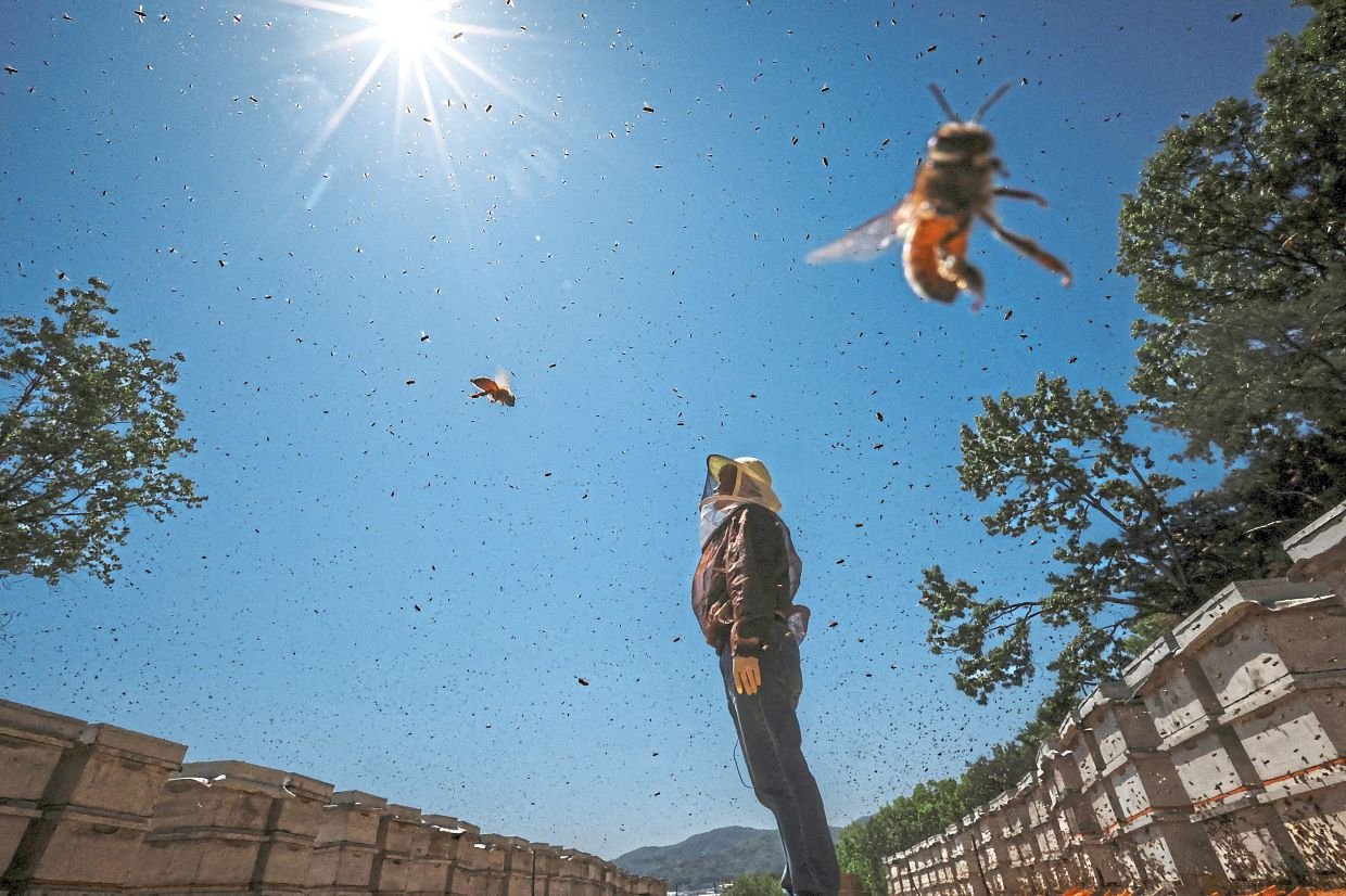 Climate change stings beekeepers