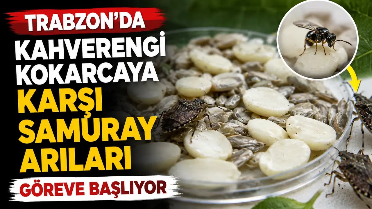 Samurai Bees Begin Their Mission Against the Brown Marmorated Stink Bug in Trabzon