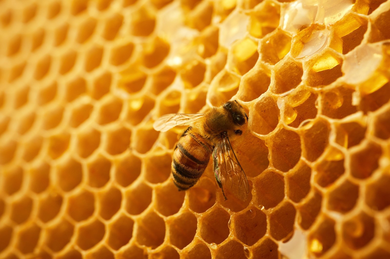 

For honeybee queens, right home may be key to the crown: Study

 
 A close-up view of a bee on a honeycomb. (Shutterstock Photo) 
 

															by Reuters