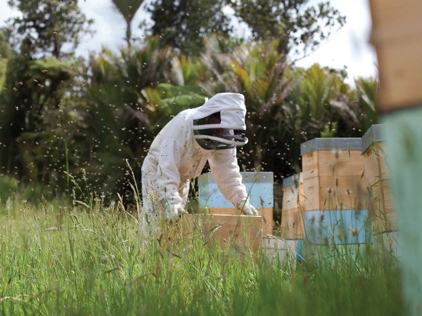
			
	 	New Zealand Beekeepers Move Towards Single National Organisation
	 	
	