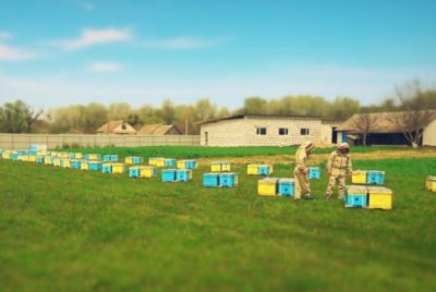 Bis zum 10. Mai 2026 nehmen wir Bestellungen für Bienenpakete mit Königinnen (4er oder 3+1)…
