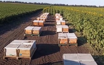 In Ukraine, the potential of controlled pollination, a key method for enhancing agricultural…