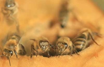 Currently, there is increasing attention to medicinal substances of natural origin, which include beekeeping products. The use of bee venom, which is a multi-co