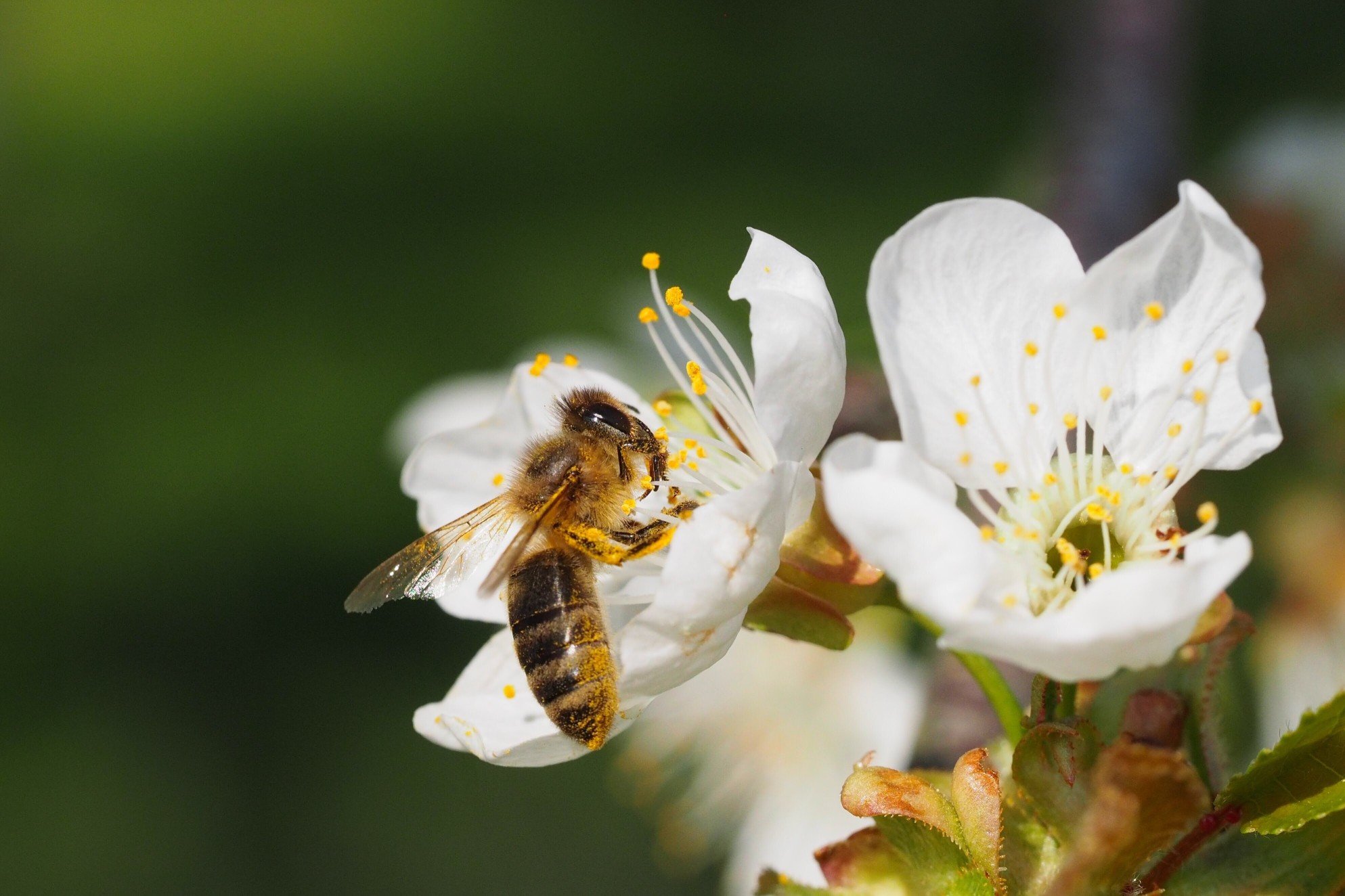 
Agricultural production losses due to insufficient pollination have decreased thanks to honeybees

