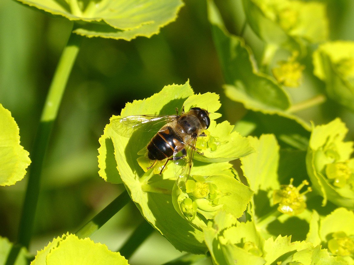 Zapp nicht die lästigen stechenden Bestäuber, füttere sie stattdessen Bienenähnlich: Einige…