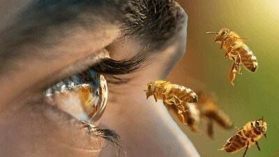 Die Ergebnisse einer wissenschaftlichen Studie zeigen, dass Honigbienen in der Lage sind,…
