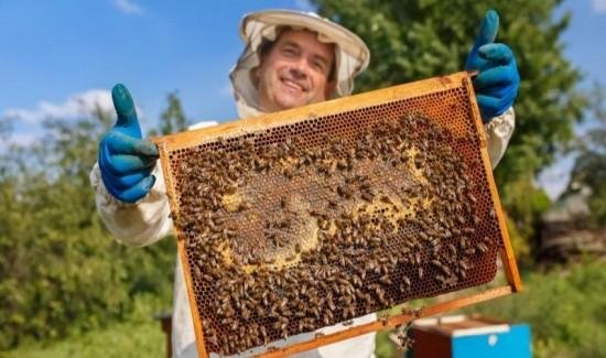 Congress approves bill to promote beekeeping and pollination services