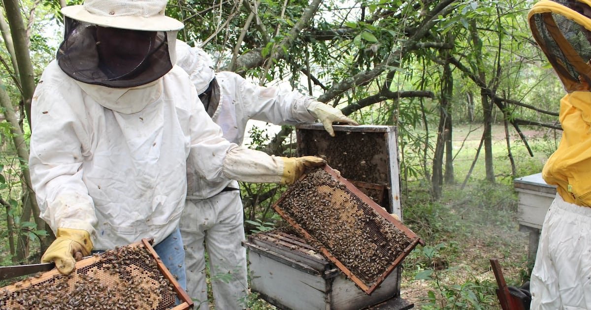 
 Specialists provided theoretical and practical instruction on hive management and bee care. The workshop aimed to establish honey production as a profitable e
