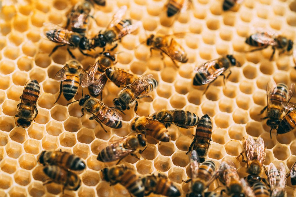 Bijenorganisaties en milieuorganisaties waarschuwen voor vergiftigingen in verband met het…