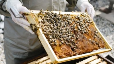 Un apiculteur de Cherkasy a souligné l'importance de la protection des apiculteurs, surtout en…