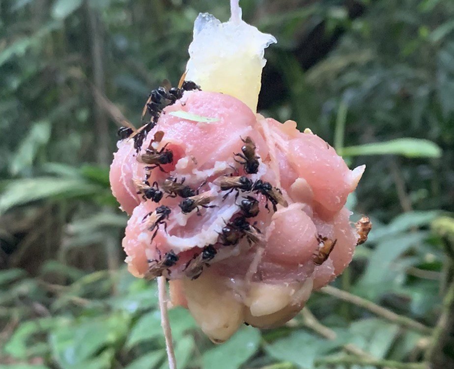 Did you know that not all stingless bees depend on honey and pollen to survive