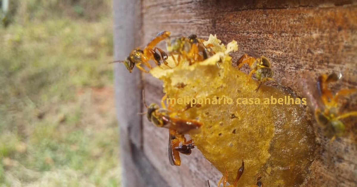 Abeilles Natives du Brésil : Découvrez la Plus Grande Biodiversité du Monde Le Brésil est le…