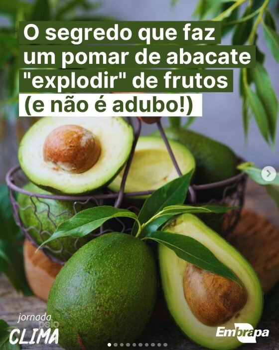 Avocado Trees and Native Bees in Family Farming: Flowering, Pollination, and Fruit Set The…
