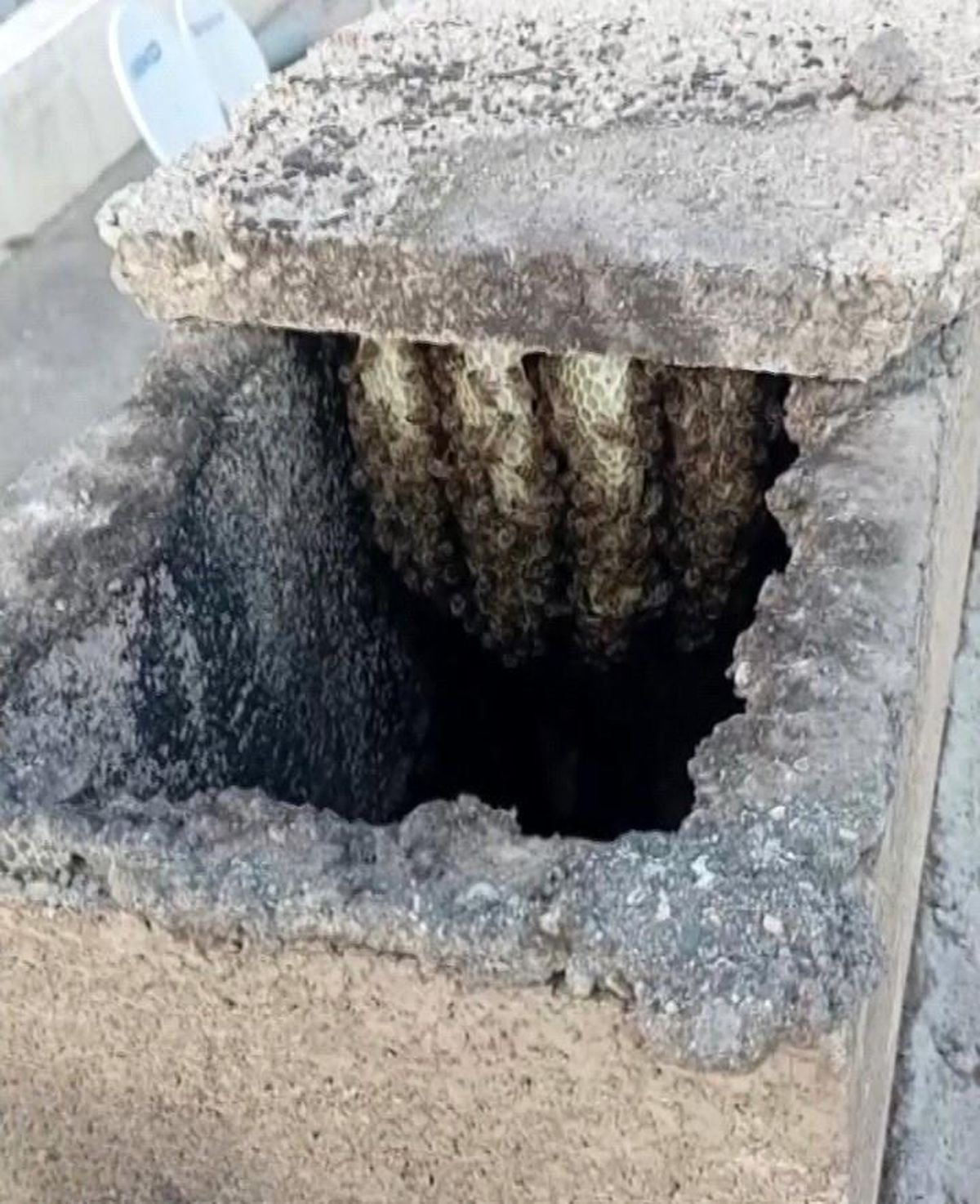 À Adıyaman, des abeilles qui avaient essaimé dans la cheminée d'un bâtiment ont été placées…