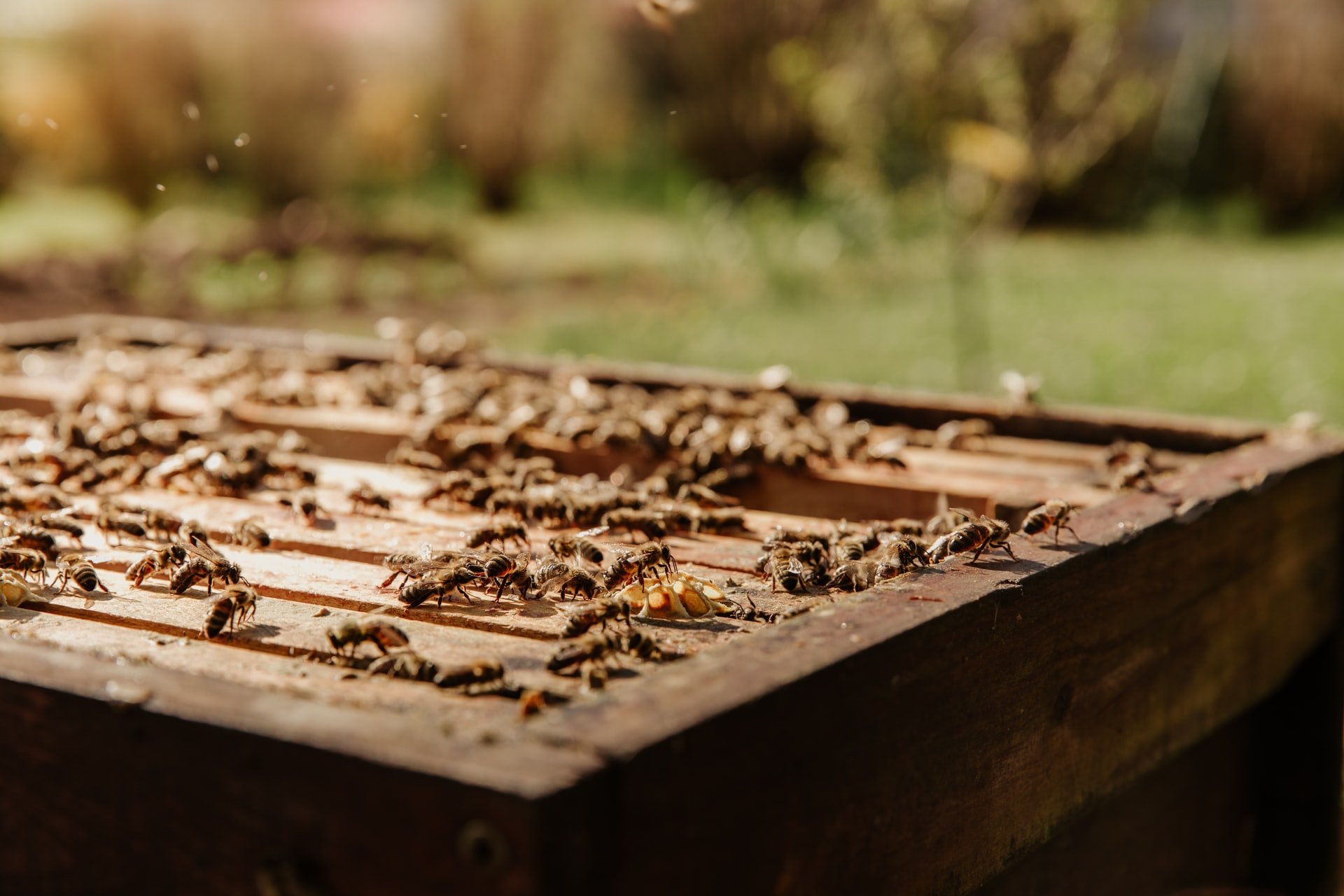 New Data Confirm Catastrophic Honey Bee Colony Losses, Underscoring Urgent Need for Action