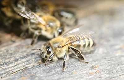 The honey bee (Apis mellifera L.) is the most widespread representative of the genus Apis found in Russia. Using a multi-component analysis of morphometric trai