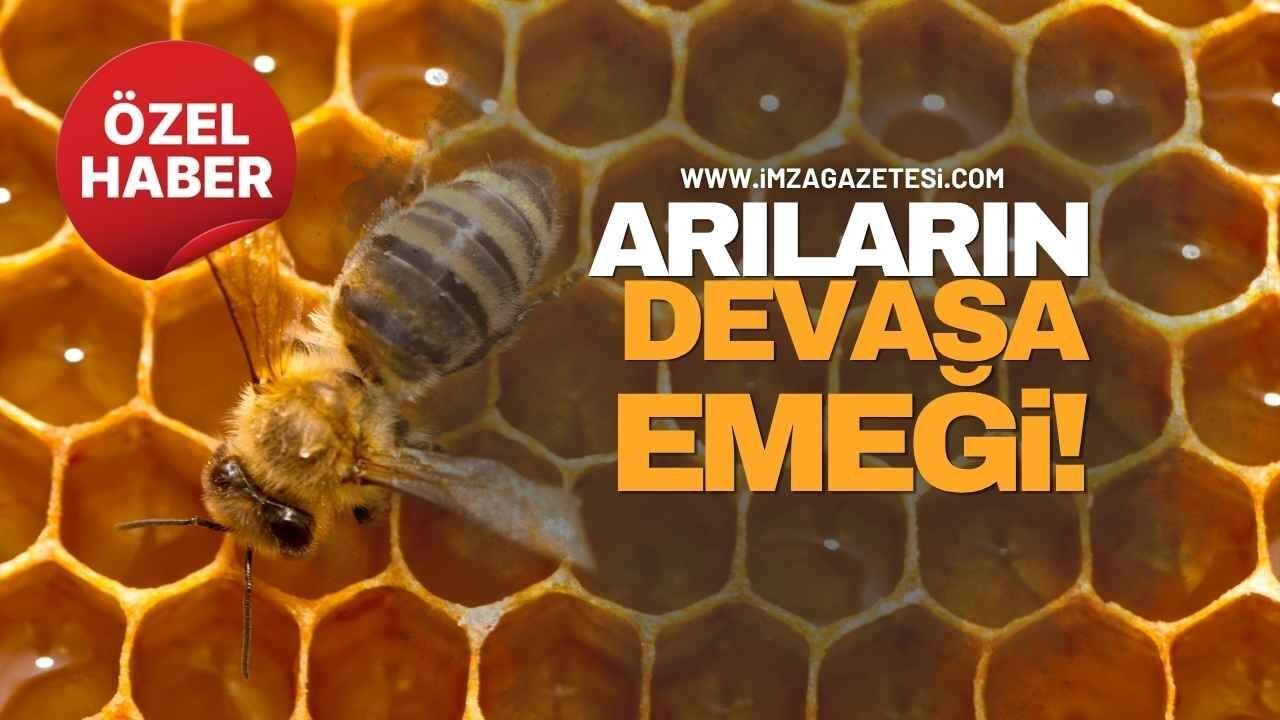 ゾングルダクにおける蜂たちの巨大な努力！ ゾングルダクでの蜂たちの目を見張る巨大な努力は、癒しだけでなく、経済にも素晴らしい付加価値をもたらしています