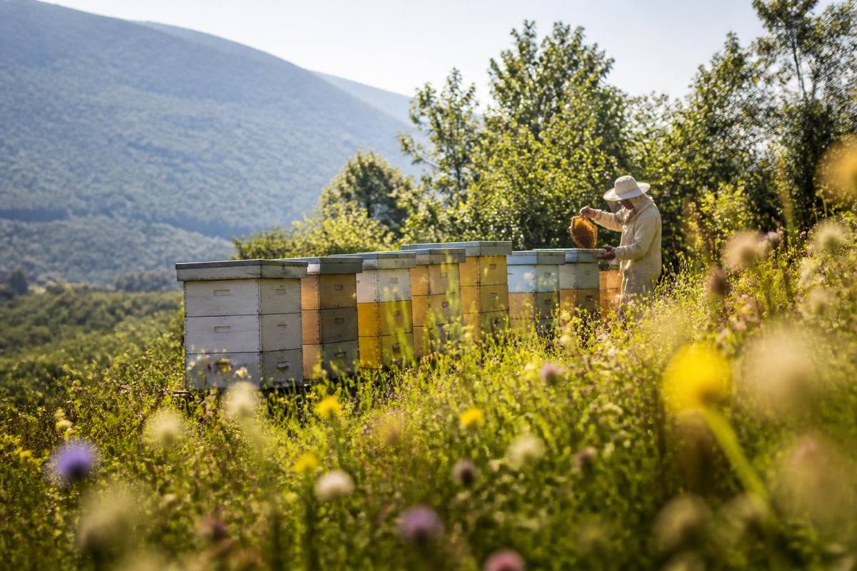 ABONNIEREN Das Landwirtschafts- und Forstamt der Provinz Kastamonu wird für Betriebe mit einer…