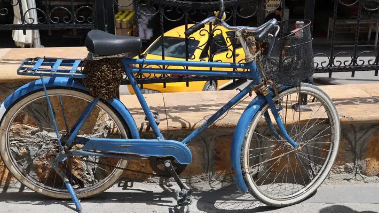 
 

 SOURCE: İHA

 REPORTER: News Center

 Surprising Image in Sivas: Bees Take Shelter on a Bicycle While there was a brief flurry of activity among citizens w