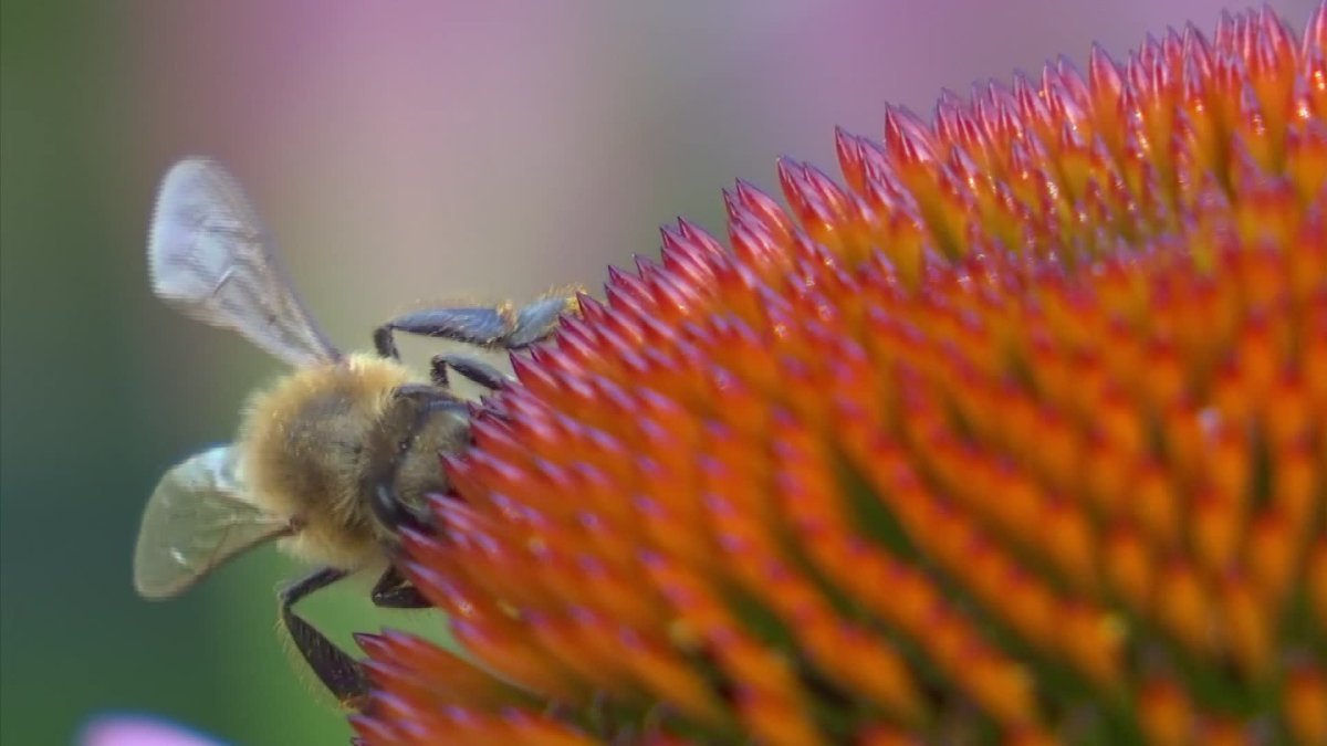 West Covina Un homme de 91 ans meurt après avoir été attaqué par des centaines d'abeilles dans…
