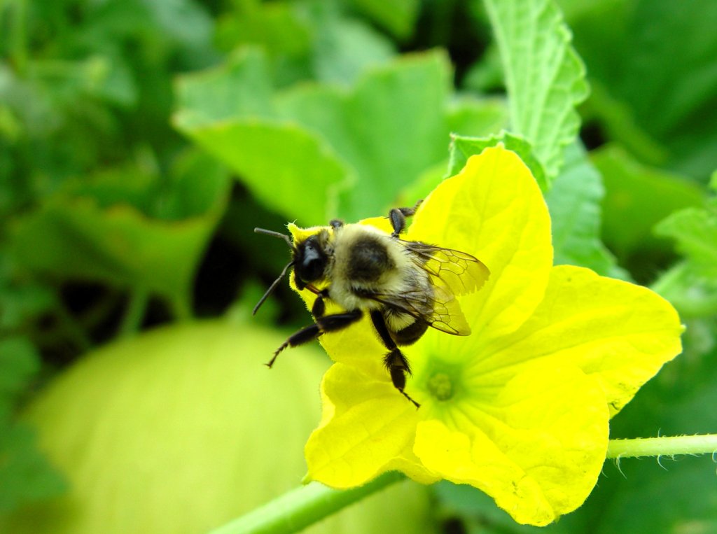 Rencontrez l'un des super-héros de la pollinisation en Géorgie Les bourdons sont des…