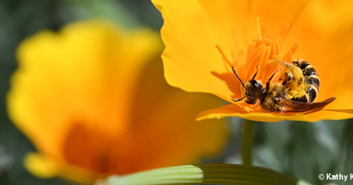 Comment célébrez-vous le Mois National des Pollinisateurs