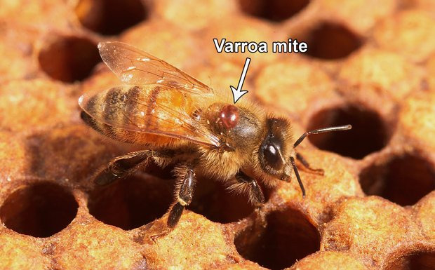 Un acarien varroa sur le dos d'une abeille (Photo : USDA-ARS/Steve Ausmus) 16 juin 2026 Les…