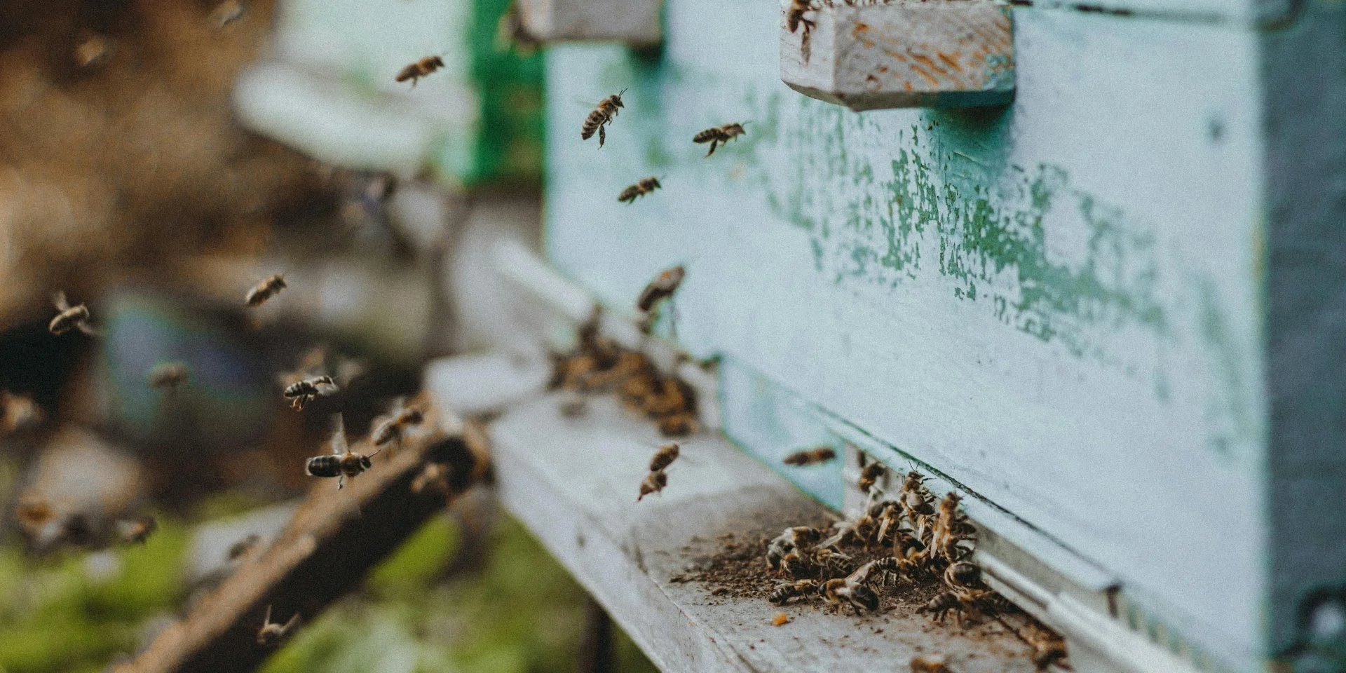 Drohnen enthüllen zum ersten Mal die perfekten Flugbahnen von Bienen Techno gestern, 21:56 103…