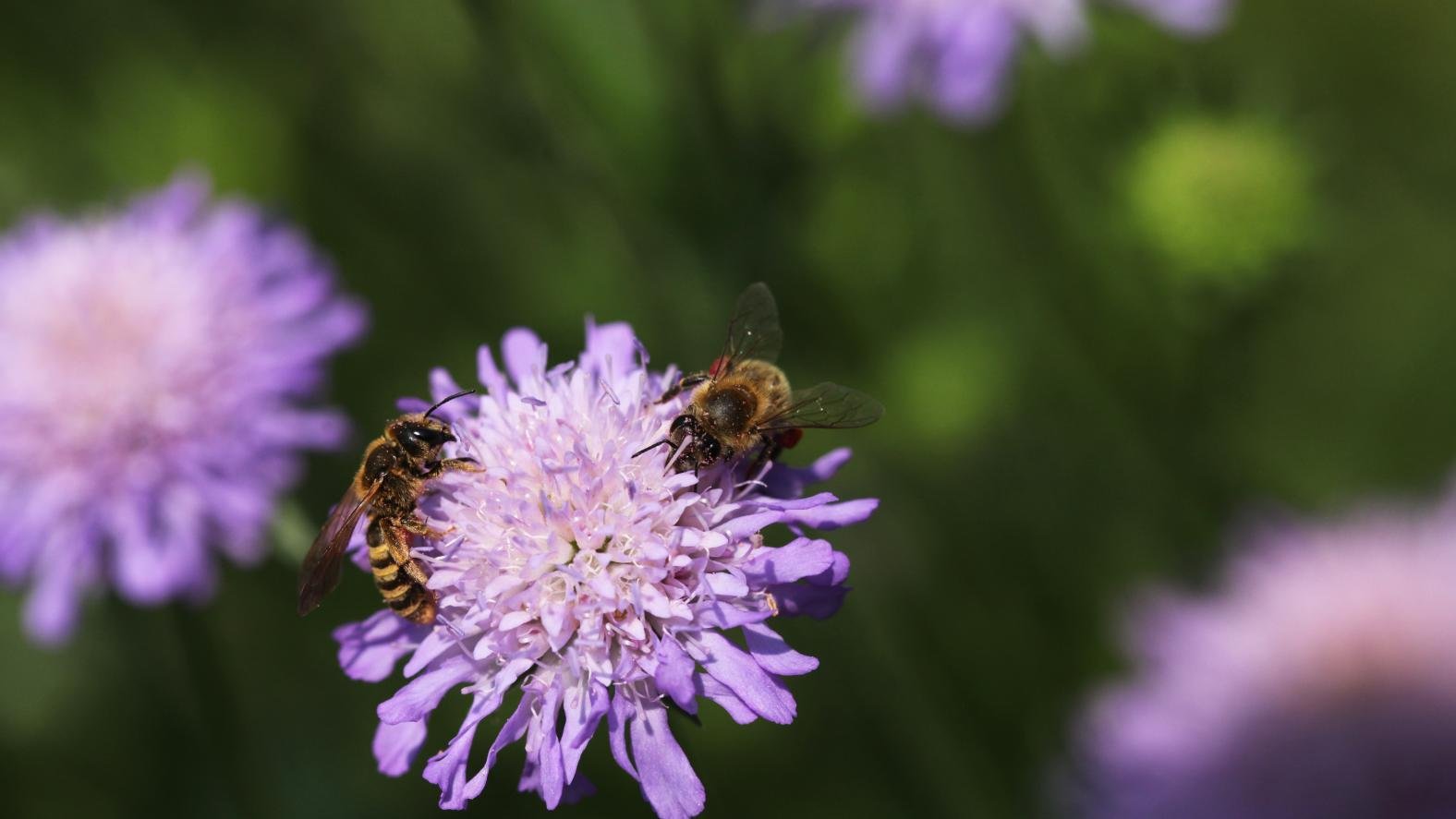 Honig- und Wildbienen: Studienlage zur Konkurrenz
