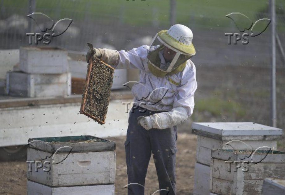 
 
 The dance of the honeybee may inform future swarm robotics design 
 
 
 17.06.2026 [11:37] 
 

 Print 

 
 

 A+

 A-

 
 
 
 Baku, June 17, AZERTAC 
 A rec