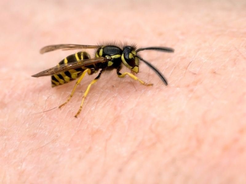 
 
 
 
 Bees play a crucial role in ecosystems and agricultural production. However, certain species pose significant risks to humans due to their aggressive be