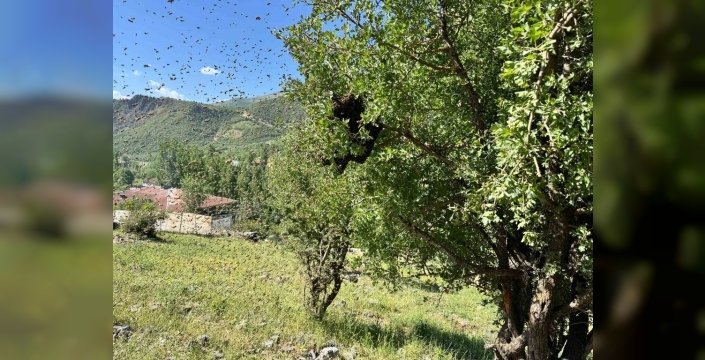 

ÇEVRE
Yayınlanma : 17 Haziran 2026 08:42
Düzenleme : 17 Haziran 2026 08:42 

 
 In Şırnak's Beytüşşebap district, beekeepers are optimistic as bees have begun