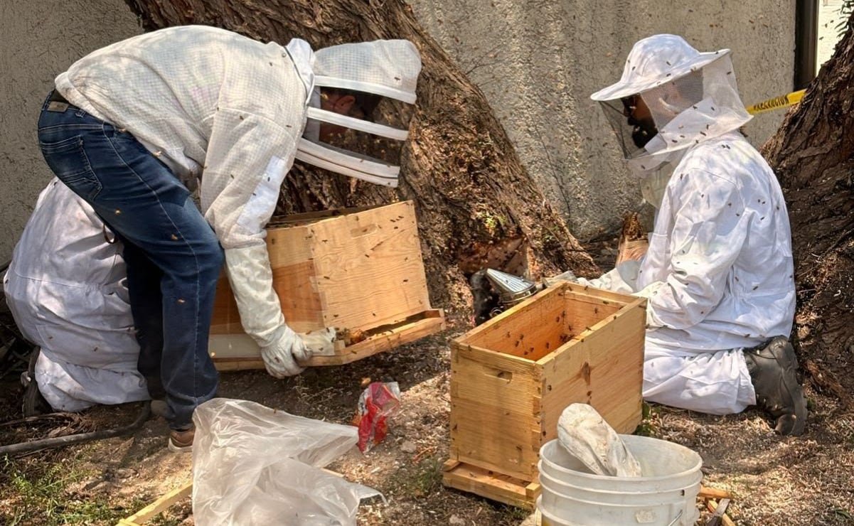Valle de México | 17-06-26 | 14:57 | Updated | 17-06-26 | 14:57 | Tecámac, Méx.- While other municipalities in the Valle de México exterminate swarms , Tecámac 