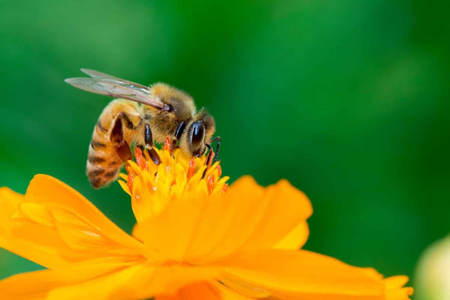 
 
 
 
 Quick Take A bee surrounded by flowers can still be starving, and this has nothing to do with how many blooms are available. See why abundance isn't eno