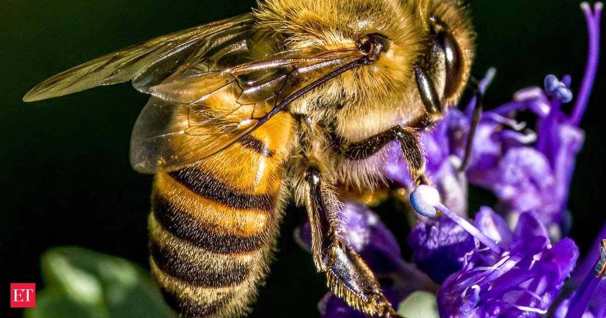 Turns out bees have a commute too. Image Credits: Pexels Honeybees may share more similarities with humans than one might think, particularly regarding their da