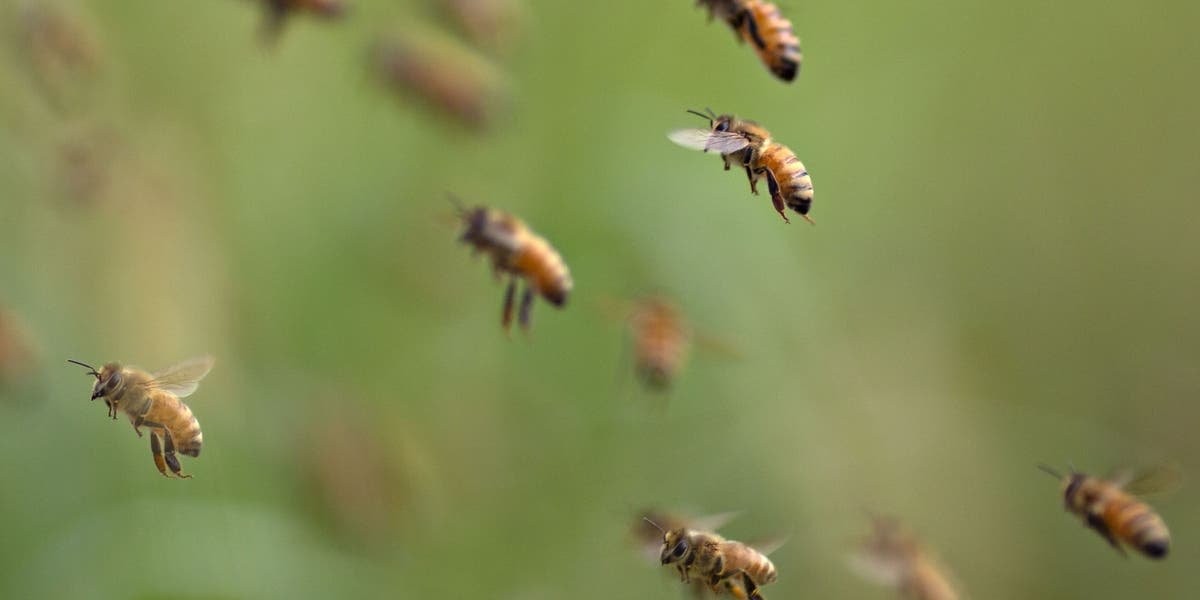 
 Reasons for Increased Bee Populations This Year
