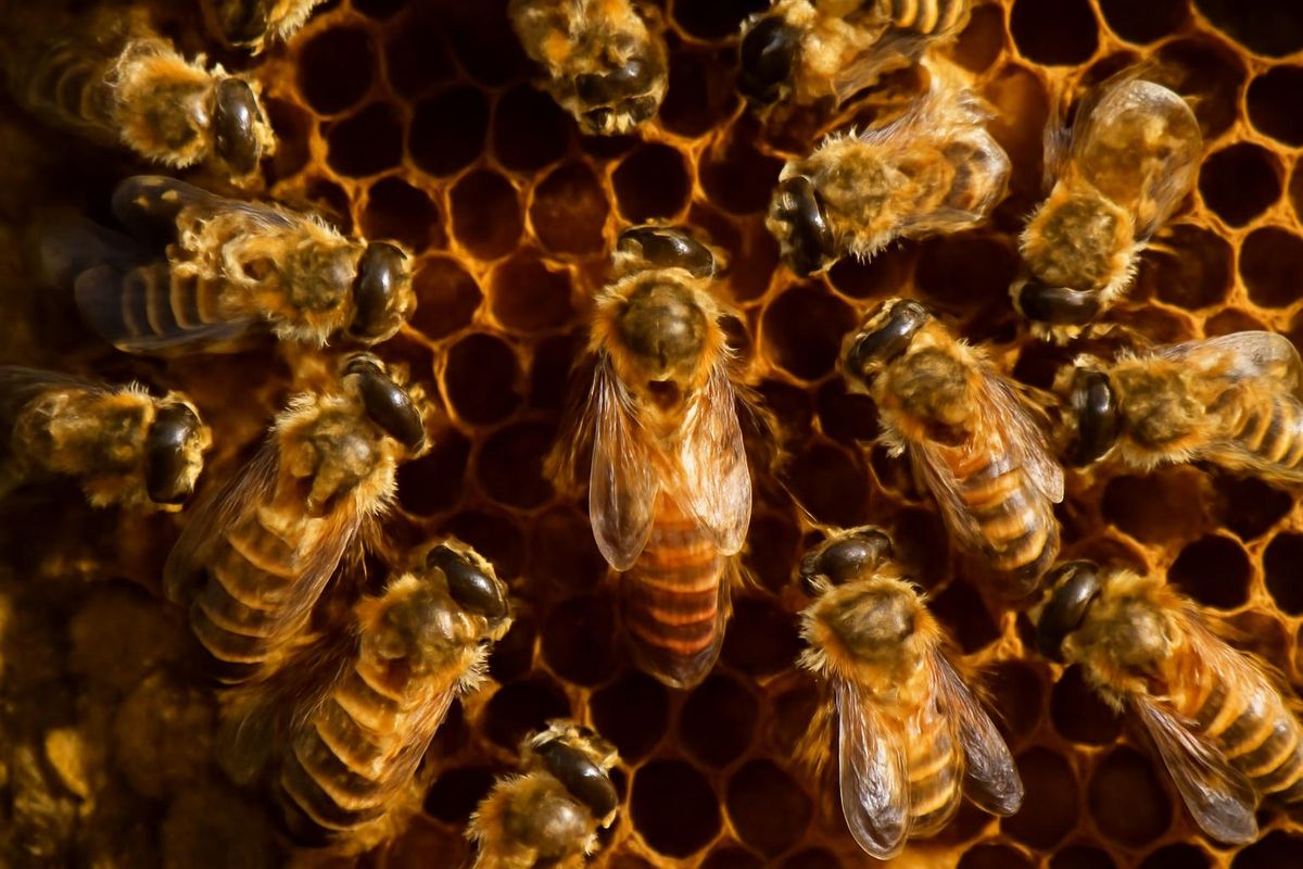 Traditionally, the process of queen-making in honeybees was thought to hinge solely on royal jelly. However, a recent study indicates that this view is incomple
