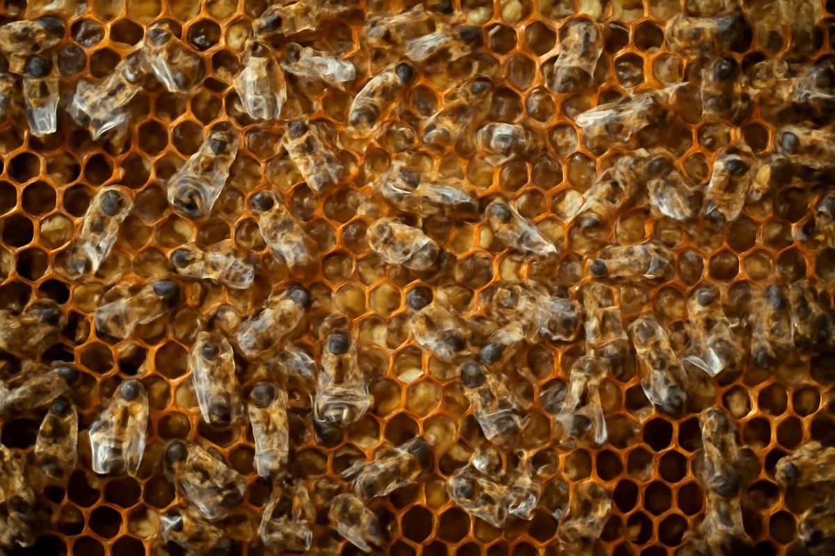 Exploring the Minuscule Universe of Bees