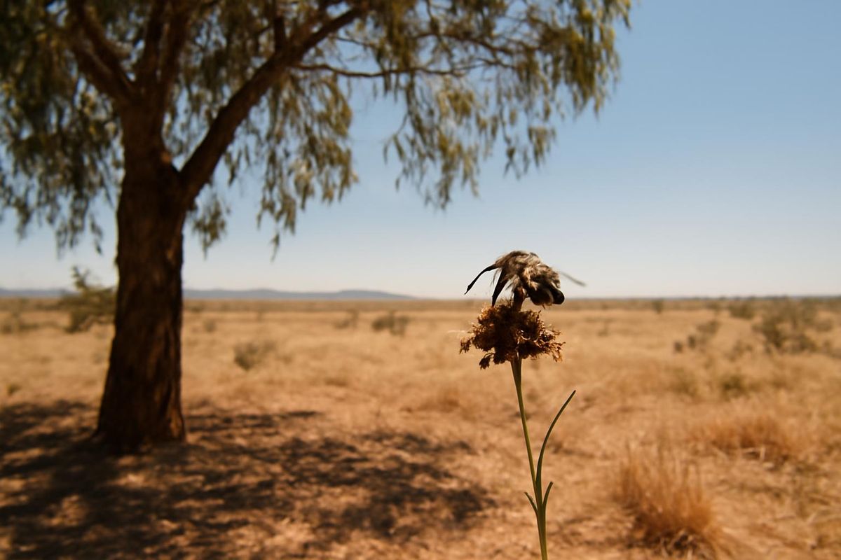 Research indicates that the survival of bees in Australia is more influenced by their habitat than their species, with underground bees benefiting from natural 