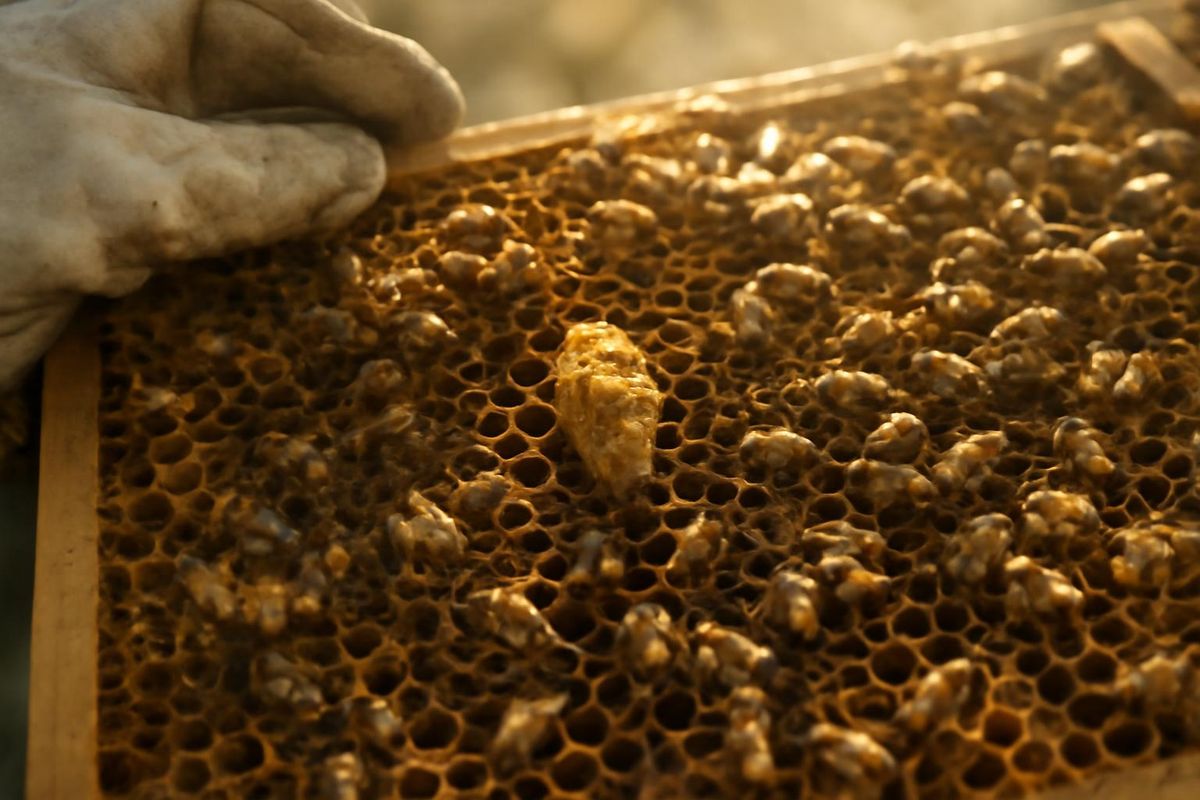 The queen bee emerges from her cell approximately 16 days after hatching from the egg. Monitoring this timeline is crucial for beekeepers to prevent queen loss 