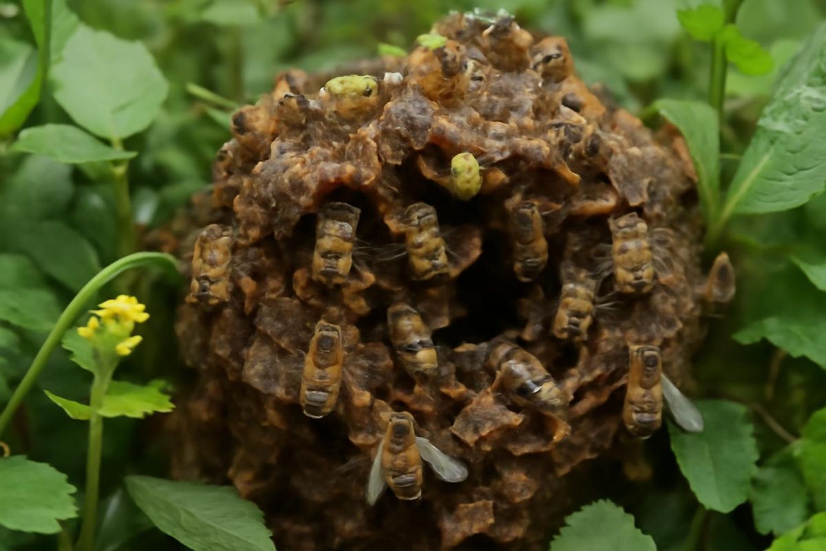 La abeille cireuse chinoise (Apis cerana cerana F.) est un proche parent de l'abeille…