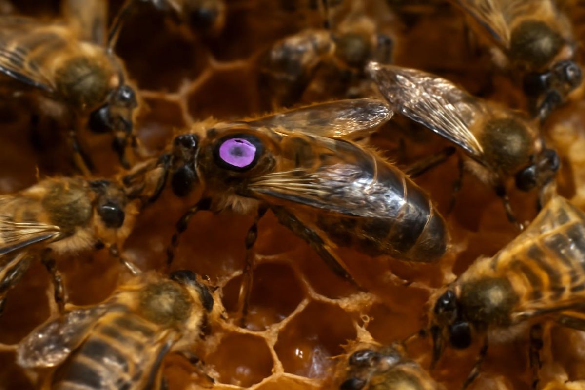 Une étude révèle que les reines des abeilles, entourées de leur suite de travailleuses, peuvent transférer des pesticides à leurs œufs pour se protéger. Ce phén