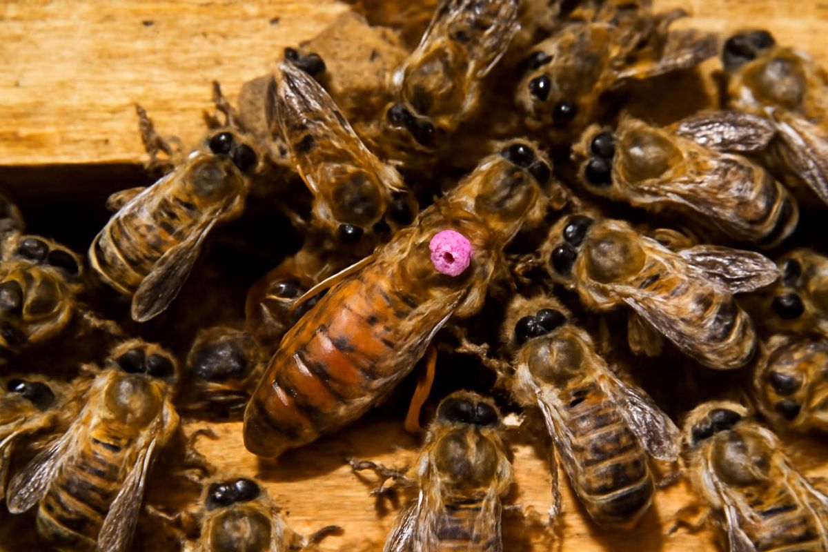 A honeybee queen is cared for by a dynamic group of worker bees responsible for her feeding and protection. A fuchsia spot is applied to queens for easier ident
