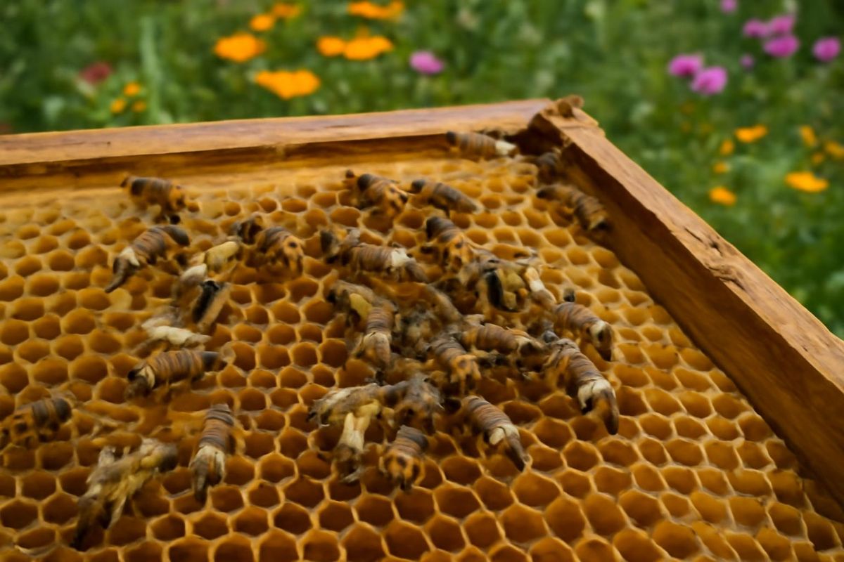 Recent research indicates that honey bees infected with a gut parasite emit different scents, potentially enabling colonies to detect disease and alter their be