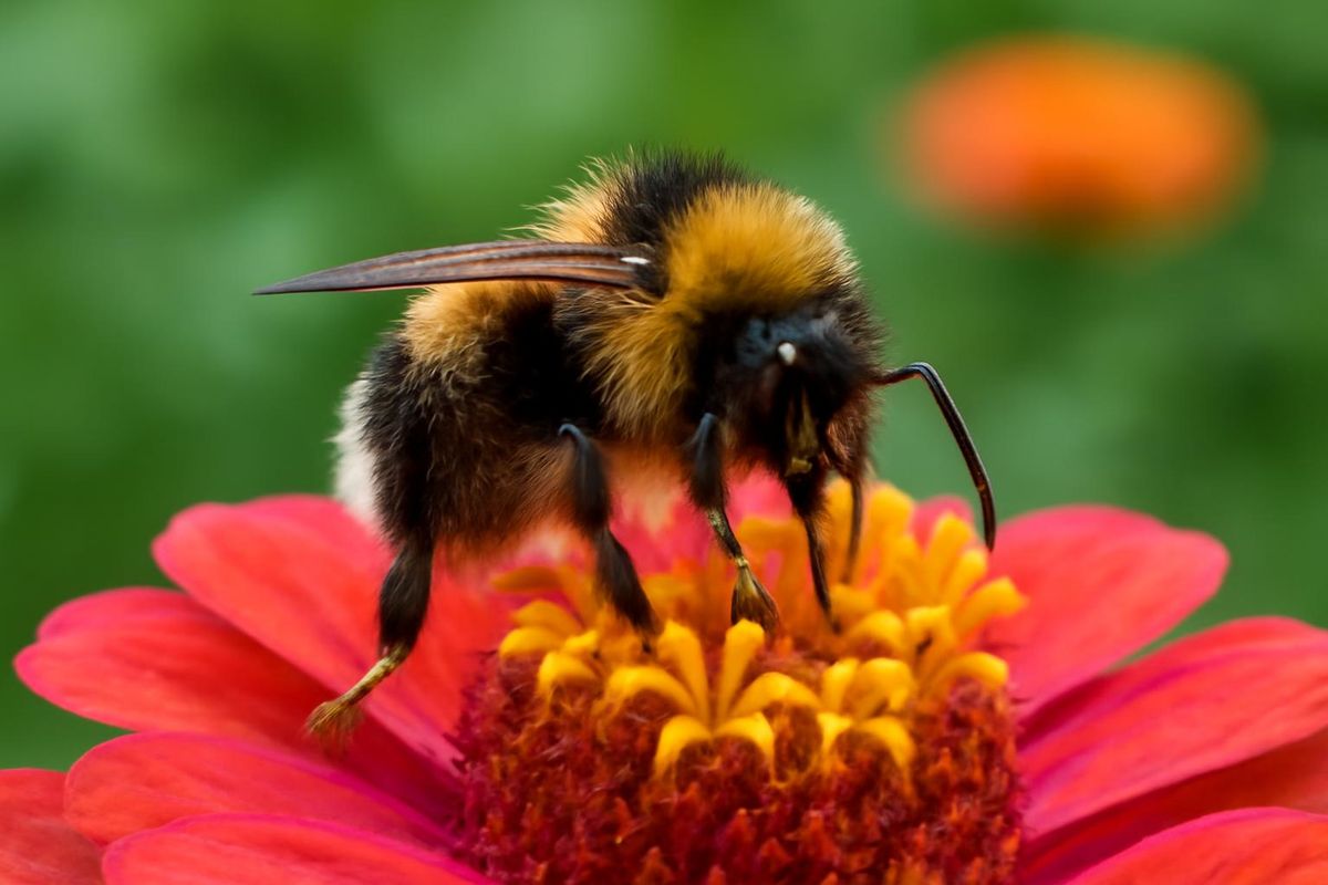 A recent study indicates that bees display 'emotion-like' behaviors, such as extending their glossa (tongues) after tasting something enjoyable. Researchers obs