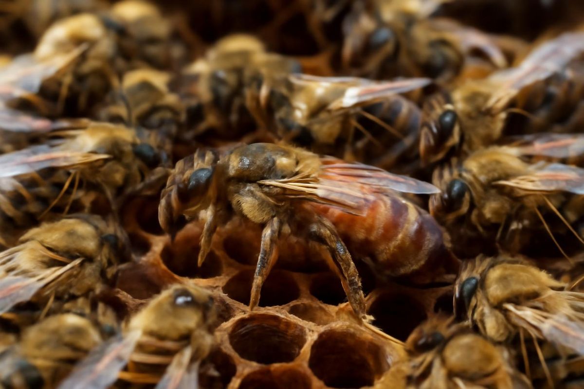 Eine Studie in Current Biology zeigt, dass Königinnen von Honigbienen Pestizide, die sie…
