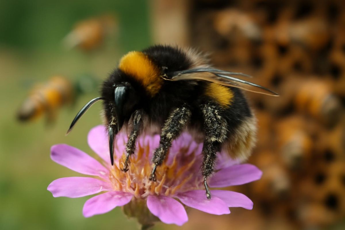 Bombus arıları, aynı alanlarda beslenmelerine rağmen, bal arılarından yedi kat daha fazla…