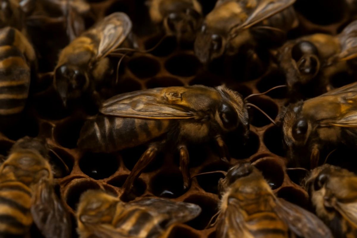 Published by Santiago Campillo Brocal, Biologist and Director of Muy Interesante Digital. Created: 07.08.2026 | 10:08 Updated: 07.08.2026 | 10:09 A new study re