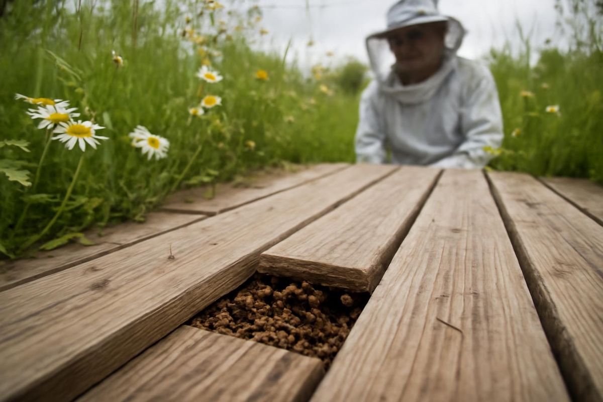 A family in Bovington discovered an unexpected colony of bees residing under their decking in April 2025, which remained for 15 months, leading to an extraordin